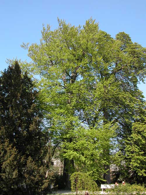 fagus sylvatica 27