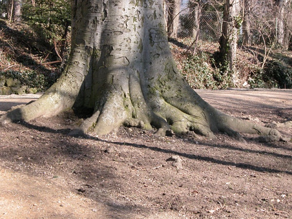 fagus sylvatica 28