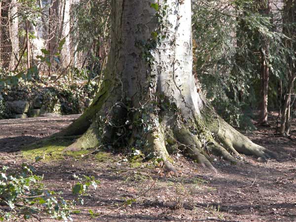 fagus sylvatica 29