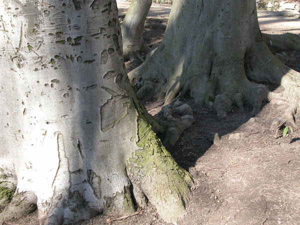 fagus sylvatica 30