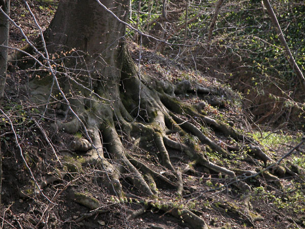 fagus sylvatica 31