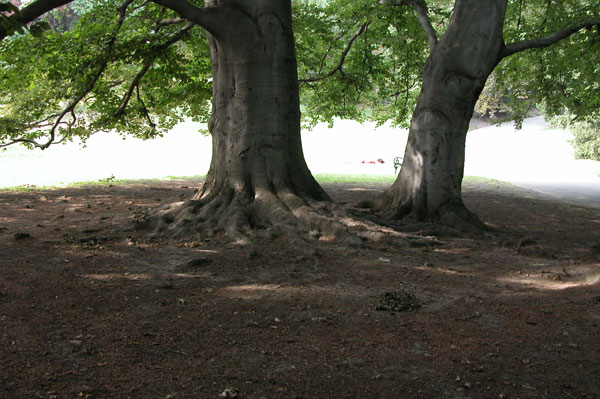 fagus sylvatica 32
