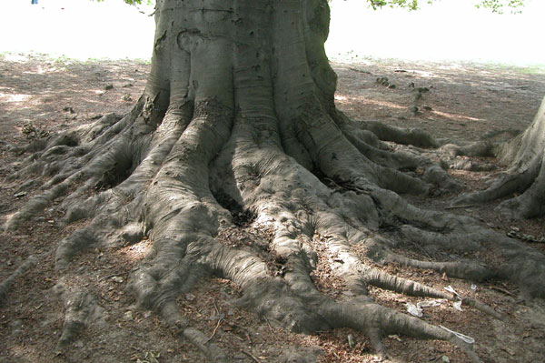 fagus sylvatica 33