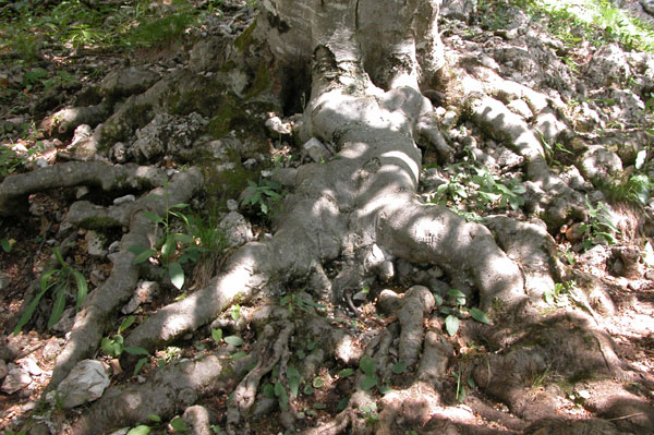 fagus sylvatica 34