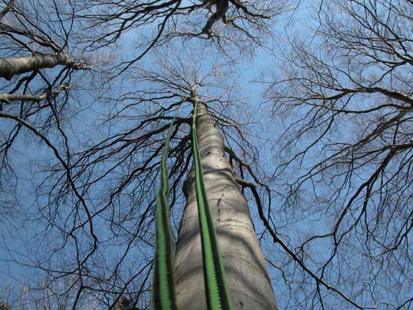 fagus sylvatica 35