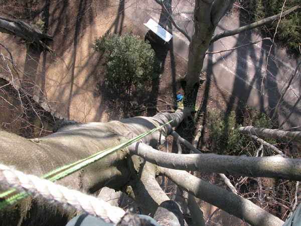 fagus sylvatica 36