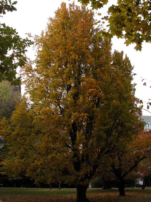 fagus sylvatica fastigiata 01