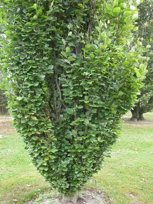 fagus sylvatica fastigiata 02