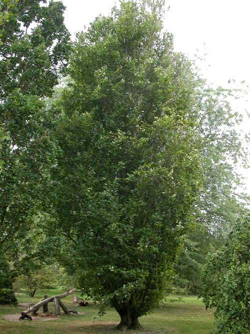 fagus sylvatica fastigiata 03