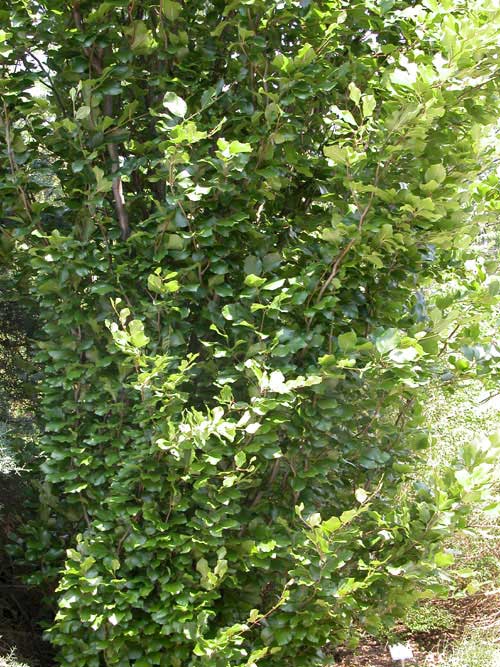 fagus sylvatica fastigiata 04