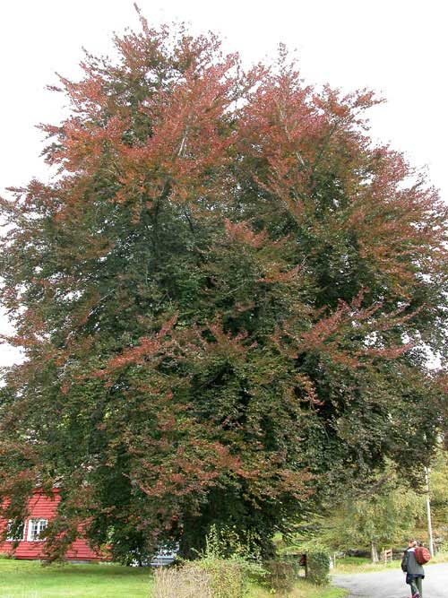 fagus sylvatica norway 01