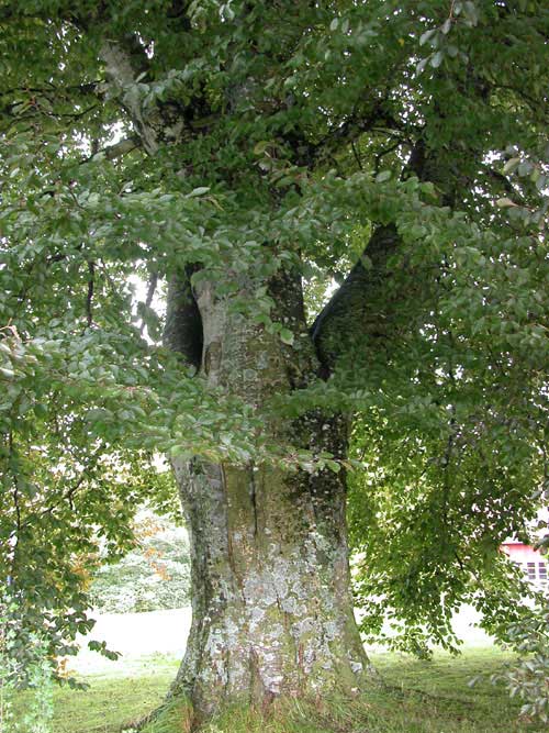 fagus sylvatica norway 02