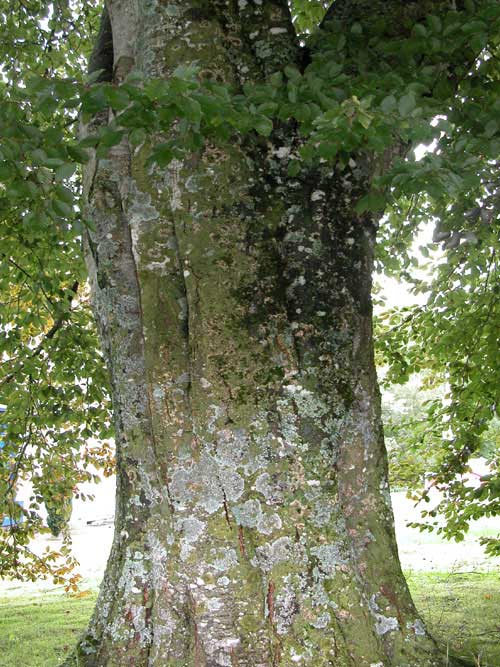 fagus sylvatica norway 03