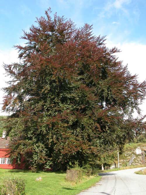 fagus sylvatica norway 04