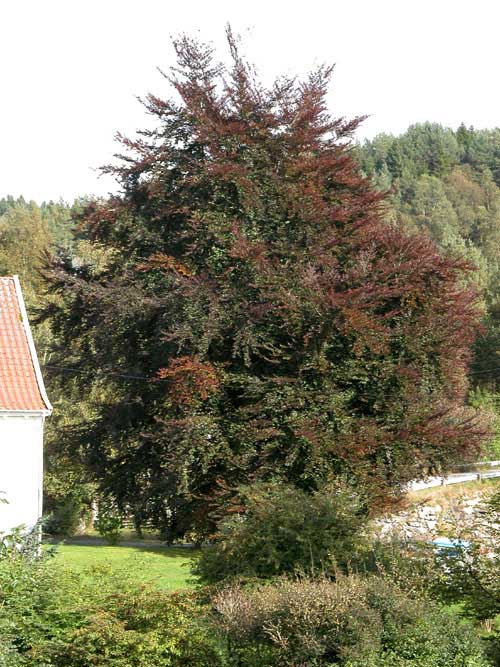 fagus sylvatica norway 06