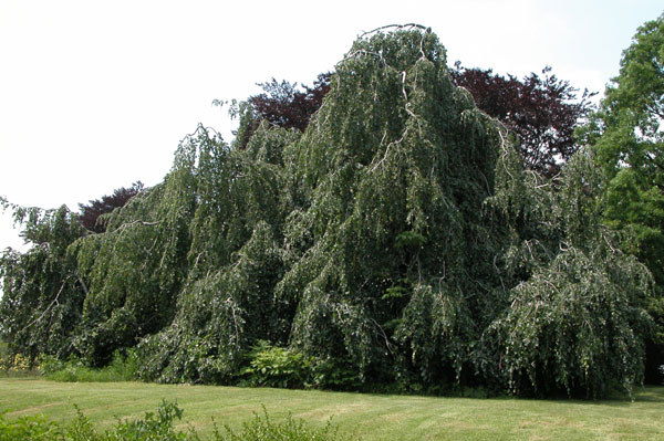 fagus sylvatica pendula 01