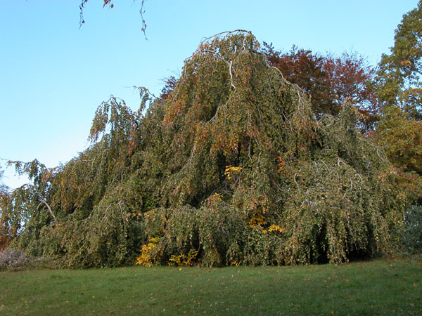 fagus sylvatica pendula 02