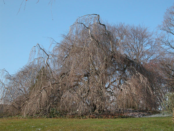 fagus sylvatica pendula 03