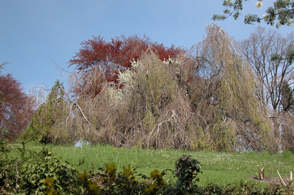 fagus sylvatica pendula 04