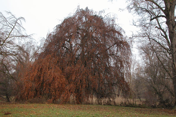 fagus sylvatica pendula 05