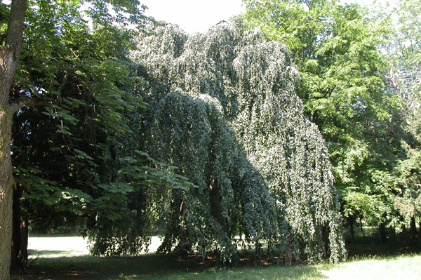 fagus sylvatica pendula 06