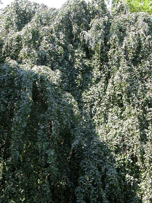 fagus sylvatica pendula 07