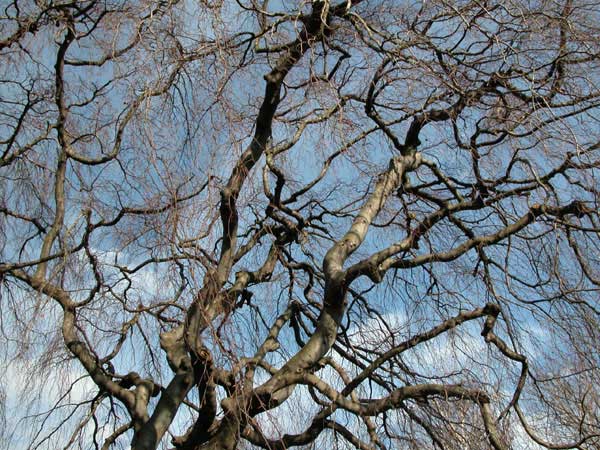 fagus sylvatica pendula 08