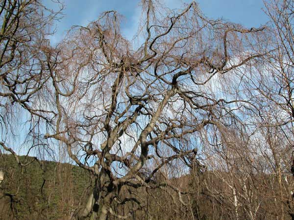 fagus sylvatica pendula 09
