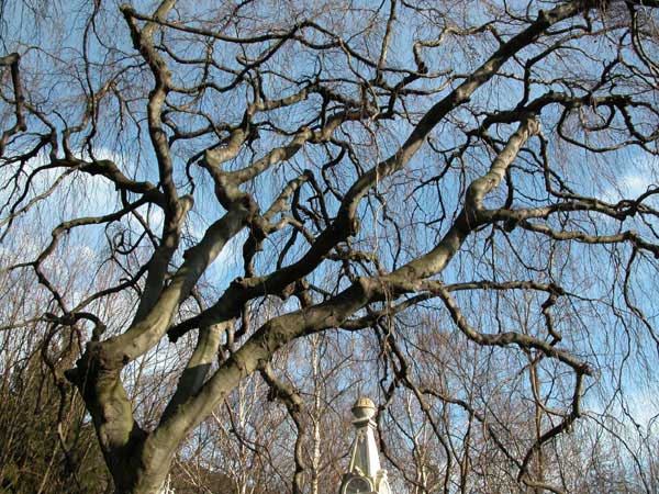 fagus sylvatica pendula 10