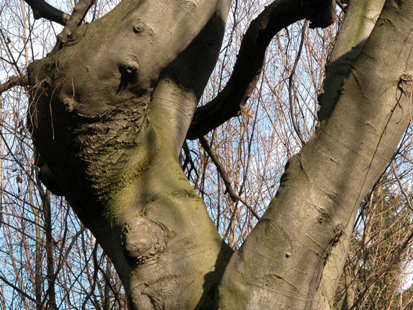 fagus sylvatica pendula 11