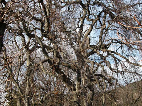fagus sylvatica pendula 12
