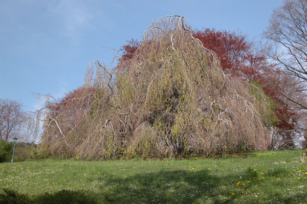 fagus sylvatica pendula 13