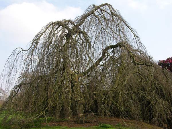 fagus sylvatica pendula 16