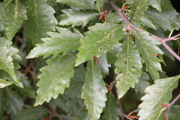 fagus sylvatica quercifolia 01