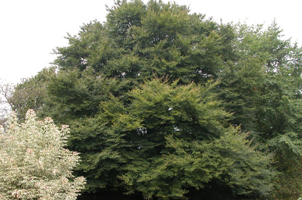 fagus sylvatica quercifolia 02