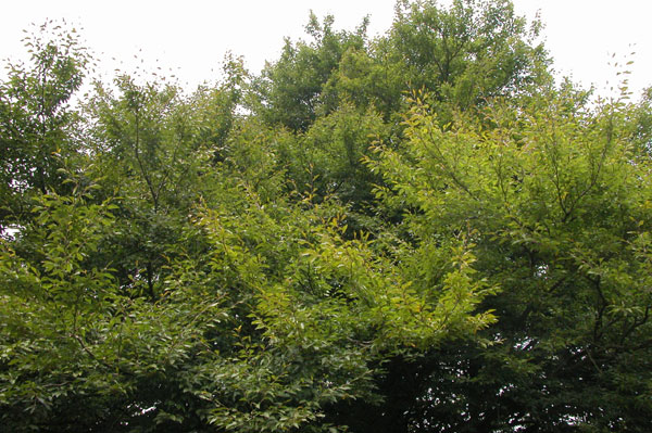 fagus sylvatica quercifolia 03