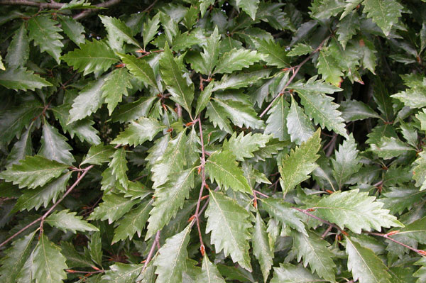 fagus sylvatica quercifolia 04