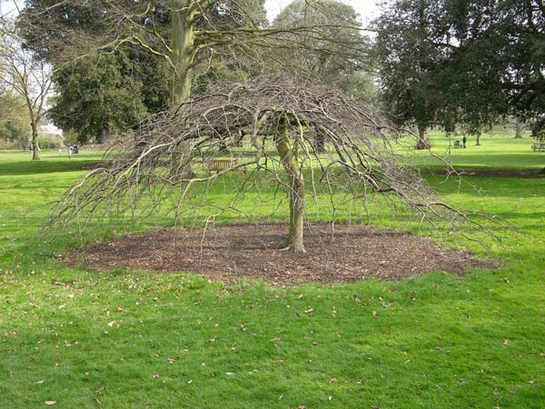 fagus sylv remillyensis 1