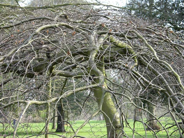 fagus sylv remillyensis 2