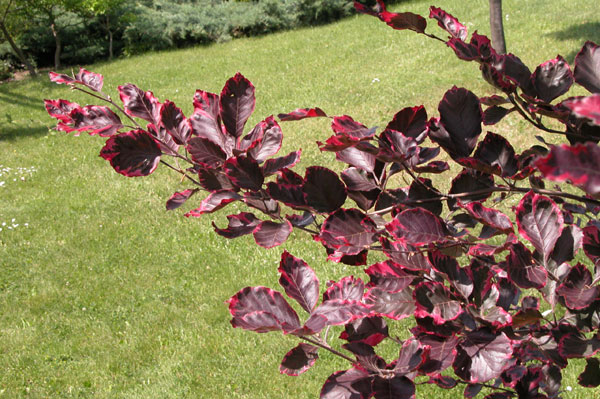 fagus sylvatica roseomarginata 01