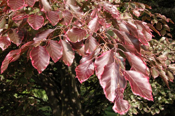 fagus sylvatica roseomarginata 02