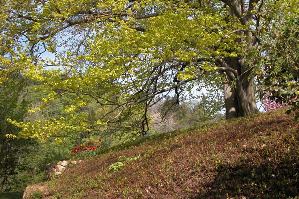 fagus sylvatica zlatia 01