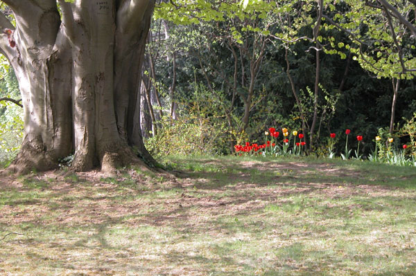fagus sylvatica zlatia 02