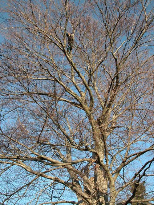 fagus sylvatica zlatia 03