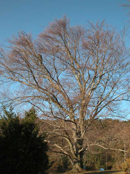 fagus sylvatica zlatia 04