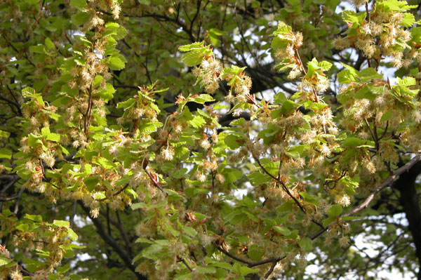 fagus sylvatica zlatia 06