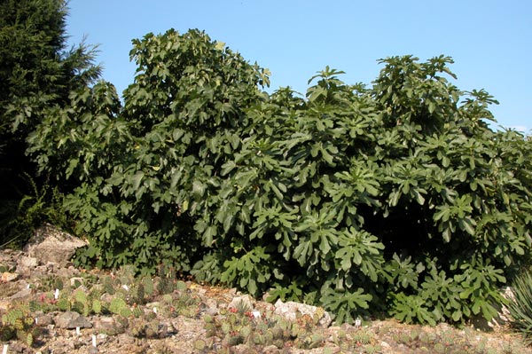 ficus carica 01