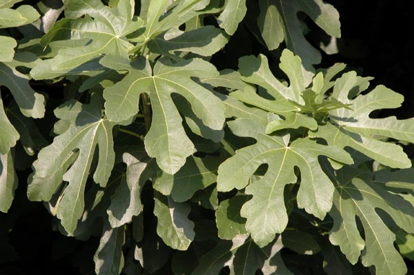 ficus carica 02