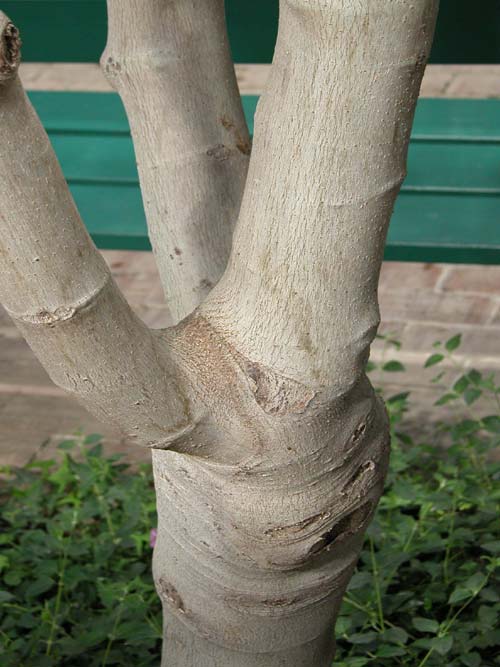 ficus carica 03