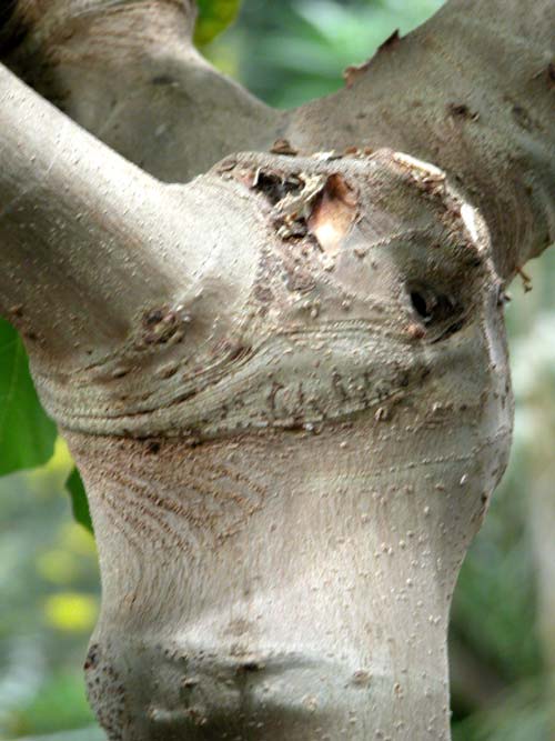 ficus carica 04